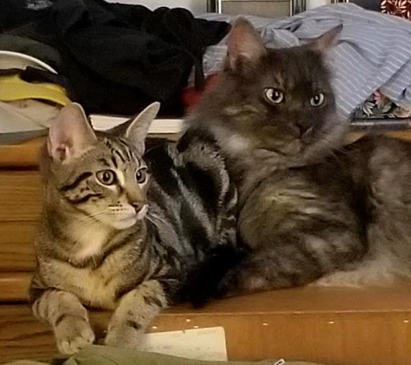 /Images/uploads/Friends of Seal Beach Animal Care Center/2022sbacc/entries/20646thumb.jpg